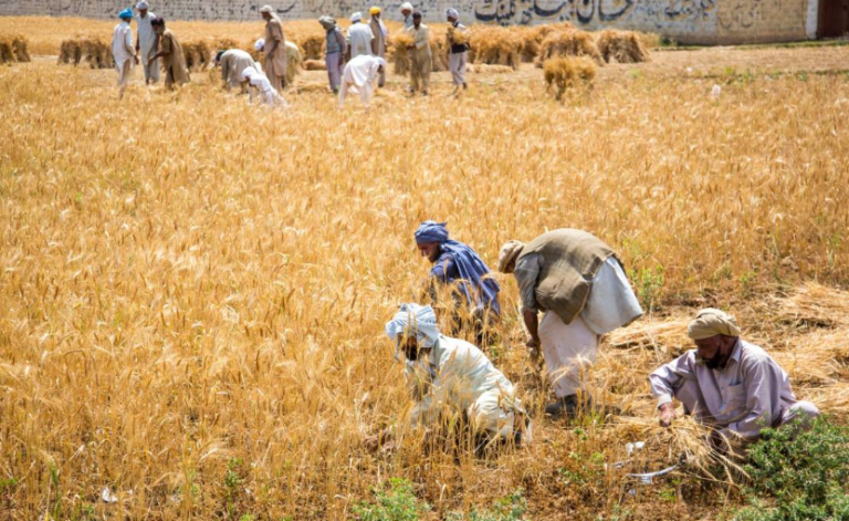 Pakistan’s Farmland Shrinks While Number of Smallholders Grows: Census 2024